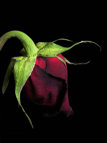 dying rose by atomicshark@flickr